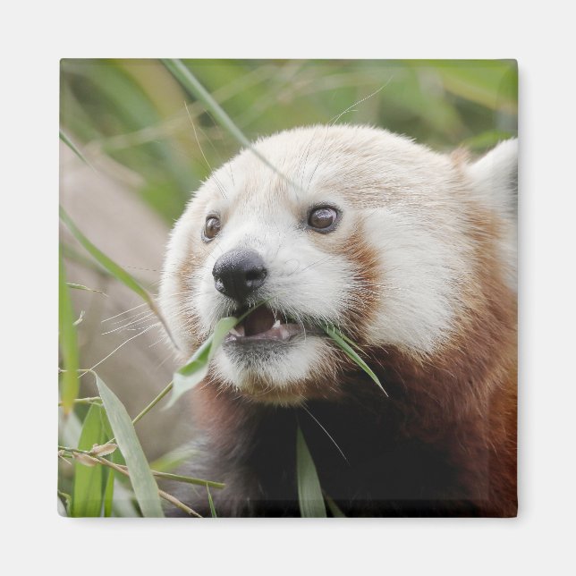 Magnet photo red panda. Panda roux. (Front)