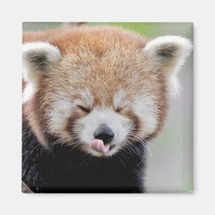 Magnet photo red panda. Panda roux.