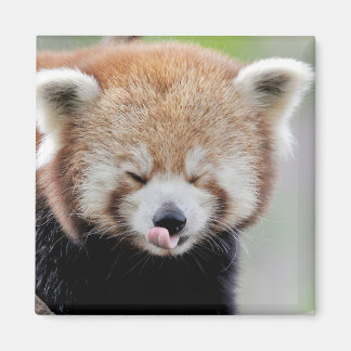 Magnet photo red panda. Panda roux.
