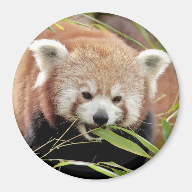 Magnet photo red panda. Panda roux. (Front)