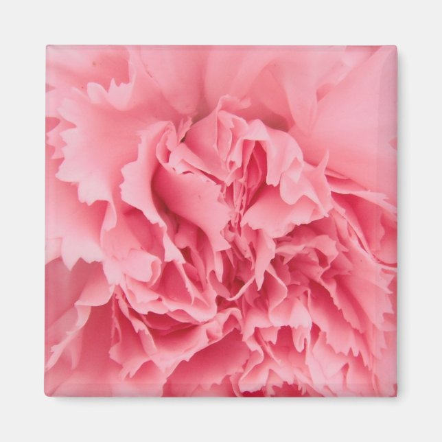 Magnet Pink Carnation Close Up (Front)