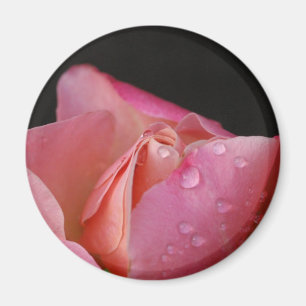 Magnet - Pink Rose Bud