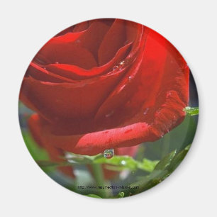 Magnet-Red Rose with water star Magnet