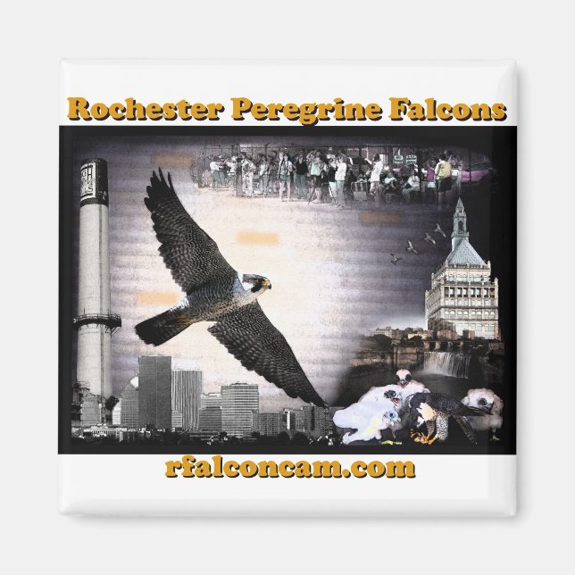 Magnet Rochester Peregrine Falcons (Front)