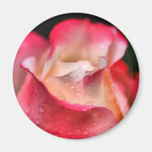Magnet - Rose Bloom with Water drops