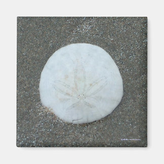 magnet - sand dollar