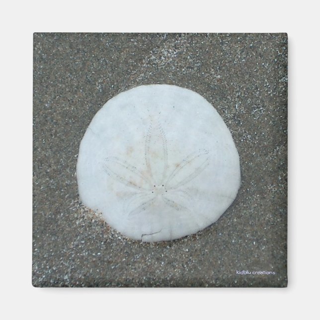magnet - sand dollar (Front)