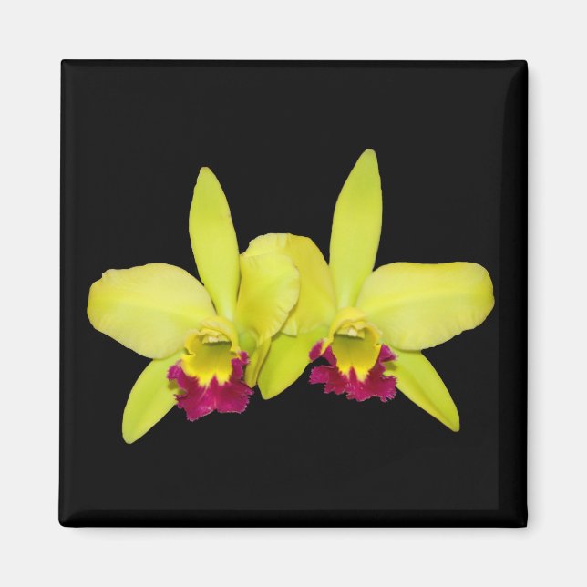 Magnet, square, 2 yellow-green cattleyas magnet (Front)