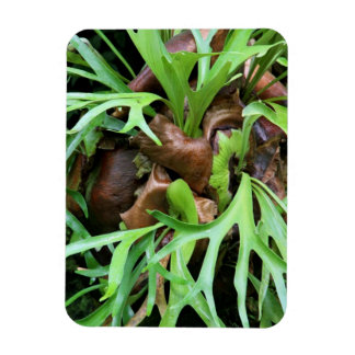 Magnet - Staghorn Fern