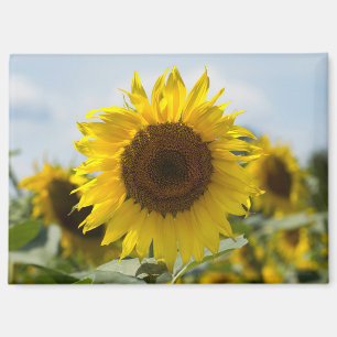 Magnet - Sunflower In The Field