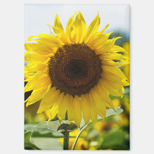 Magnet - Sunflower Isolated