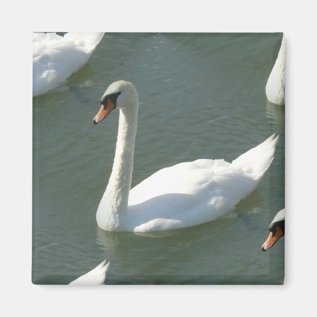 Magnet - Swans in Color (Front)