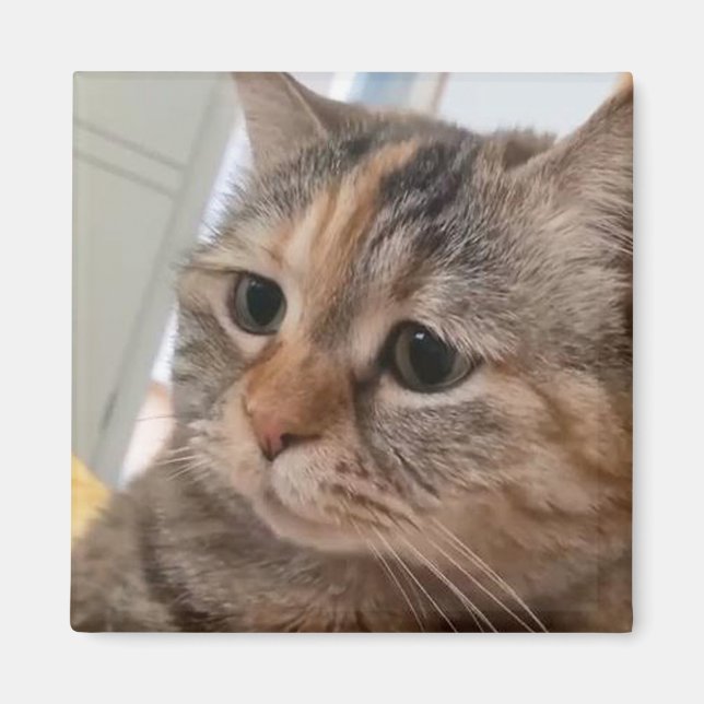 Magnet Talking Cats Meme (Front)
