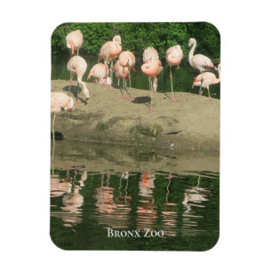 Magnet - the Flamingos at the Bronx Zoo