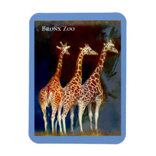 Magnet - the Giraffes at the Bronx Zoo