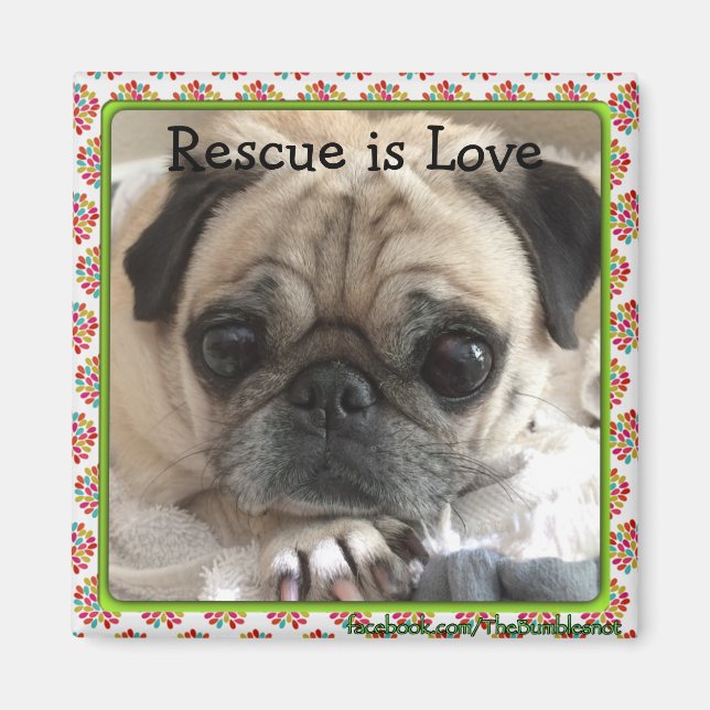 Magnet/The Itsy Pug: Rescue is Love Magnet (Front)
