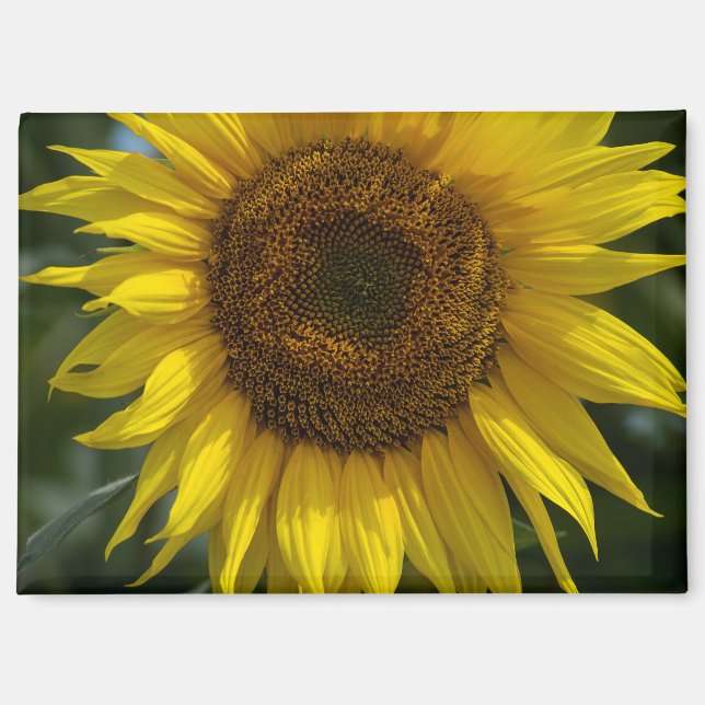 Magnet - The Yellow Sunflower  (Front)