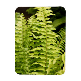 Magnet - Tiger Fern