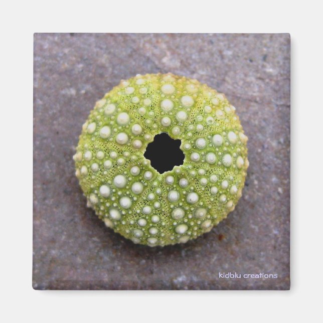 magnet - urchin (Front)