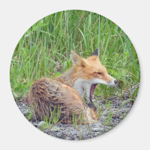 Magnet w/ fox