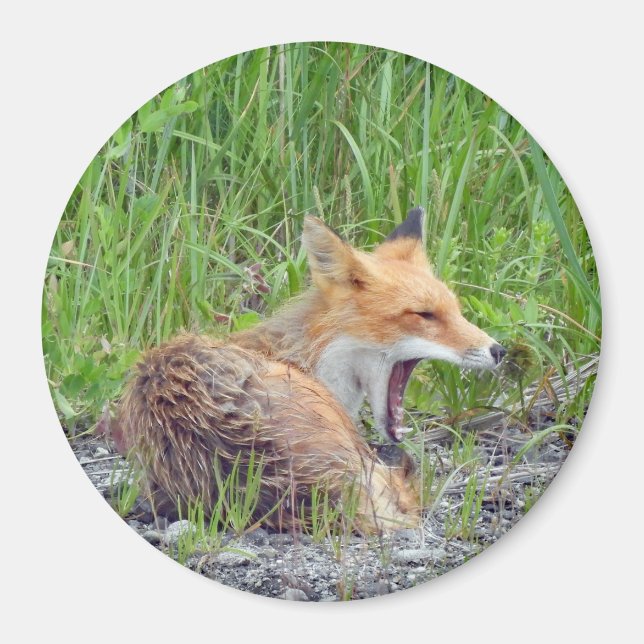 Magnet w/ fox (Front)