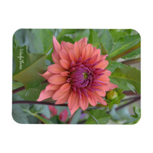 Magnet with blush dahlia