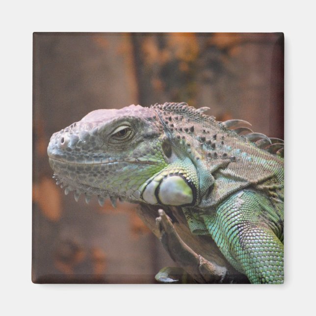 Magnet with colourful Iguana lizard (Front)