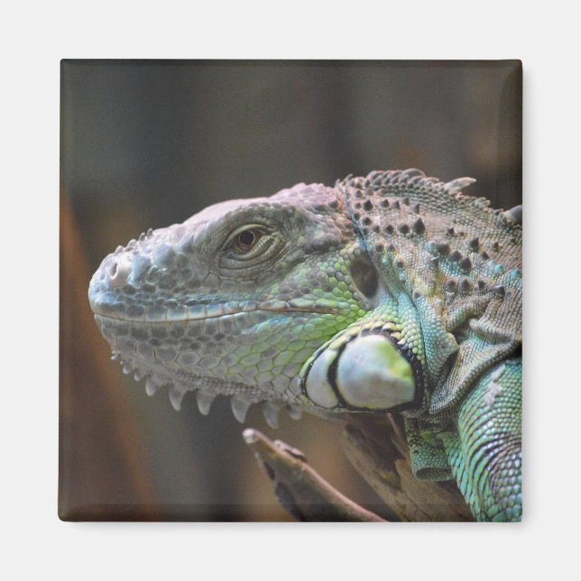 Magnet with head of colourful Iguana lizard (Front)