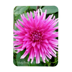 Magnet with pink cactus dahlia with white tips