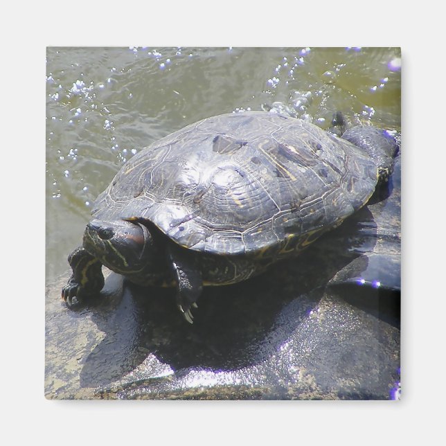 Magnet with turtle (Front)