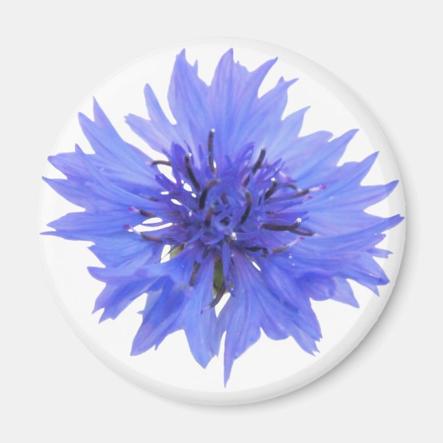 Magnet with wild blue cornflower  (Front)