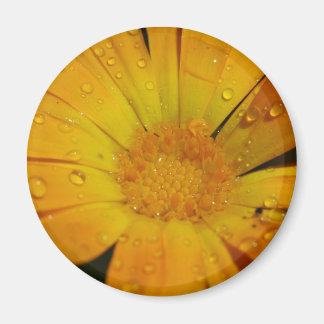 Magnet - Yellow flower with water drops
