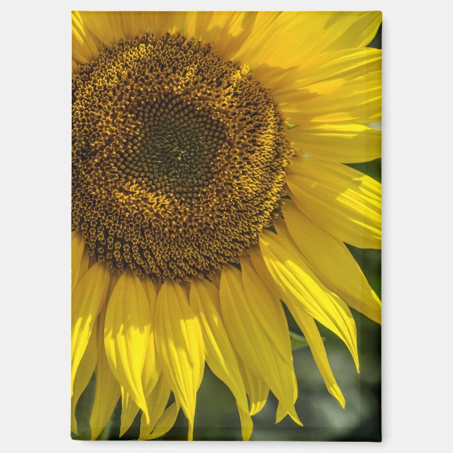 Magnet - Yellow Sunflower (Front)