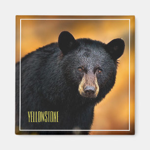 Magnet Yellowstone Black Bear