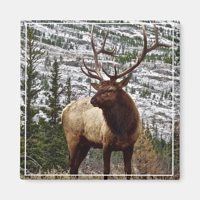 Magnet Yellowstone Elk (Front)
