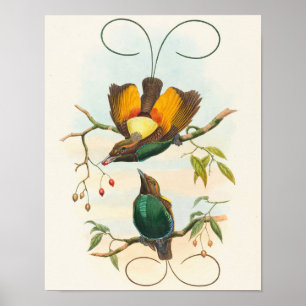 Magnificent Bird of Paradise by John Gould Poster