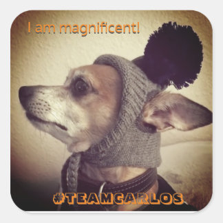 Magnificent Carlos B. Dog! STICKERS! Square Sticker