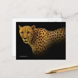 Magnificent Cheetah Big Wild Cat Postcard