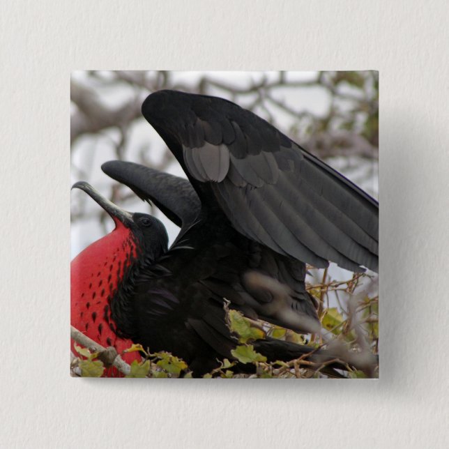 Magnificent Frigate Bird 15 Cm Square Badge (Front)