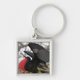 Magnificent Frigate Bird Key Ring