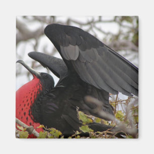 Magnificent Frigate Bird Magnet