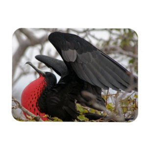 Magnificent Frigate Bird Magnet