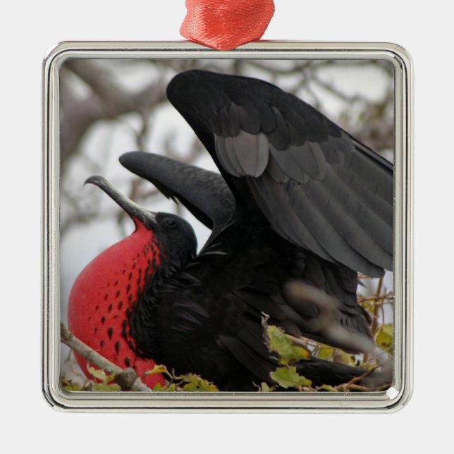 Magnificent Frigate Bird Metal Ornament (Front)