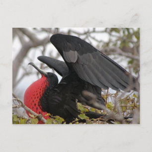 Magnificent Frigate Bird Postcard