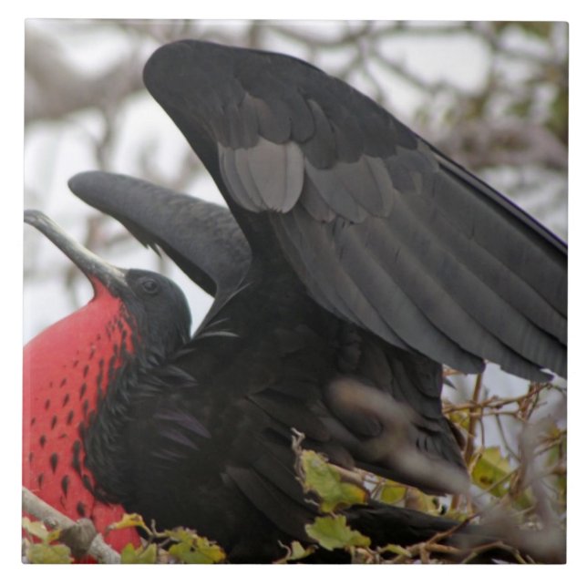 Magnificent Frigate Bird Tile (Front)