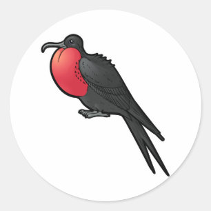 Magnificent Frigatebird Classic Round Sticker