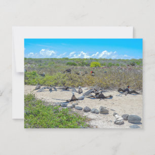 Magnificent Frigatebirds Drying Their Wings Postcard