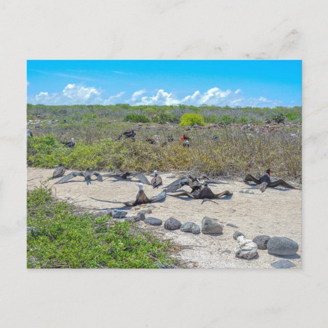 Magnificent Frigatebirds Drying Their Wings Postcard (Front)