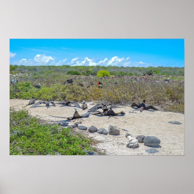 Magnificent Frigatebirds Drying Their Wings Poster (Front)