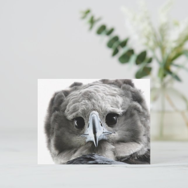 "Magnificent Harpy Eagle" Postcard (Standing Front)